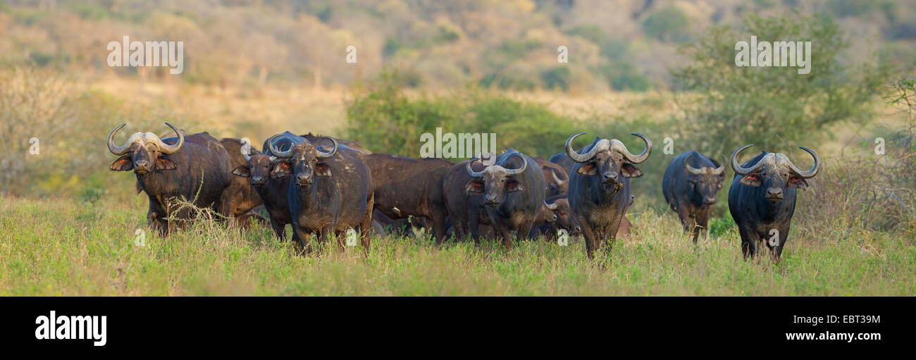 Afrikanischer Büffel (Syncerus Caffer), Herde, zu Fuß durch die Savanne, Südafrika, Hluhluwe-Umfolozi Nationalpark Stockfoto
