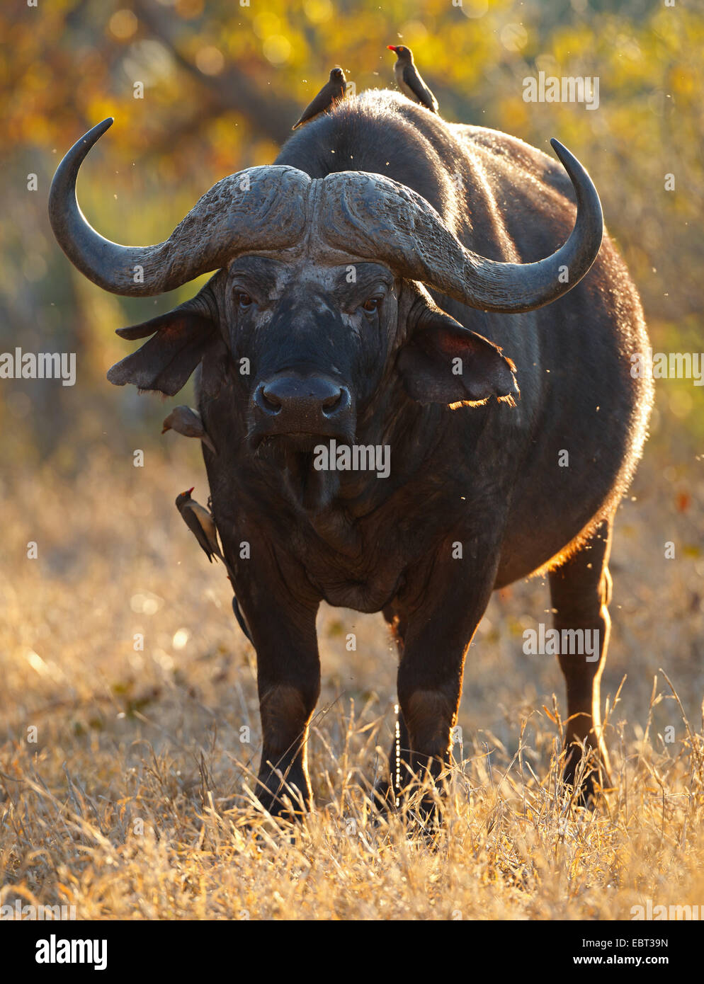 Afrikanischer Büffel (Syncerus Caffer), stehen in der Savanne mit rot-billed Oxpeckers (Buphagus Erythrorhynchus) auf der Rückseite, Südafrika, Hluhluwe-Umfolozi Nationalpark Stockfoto
