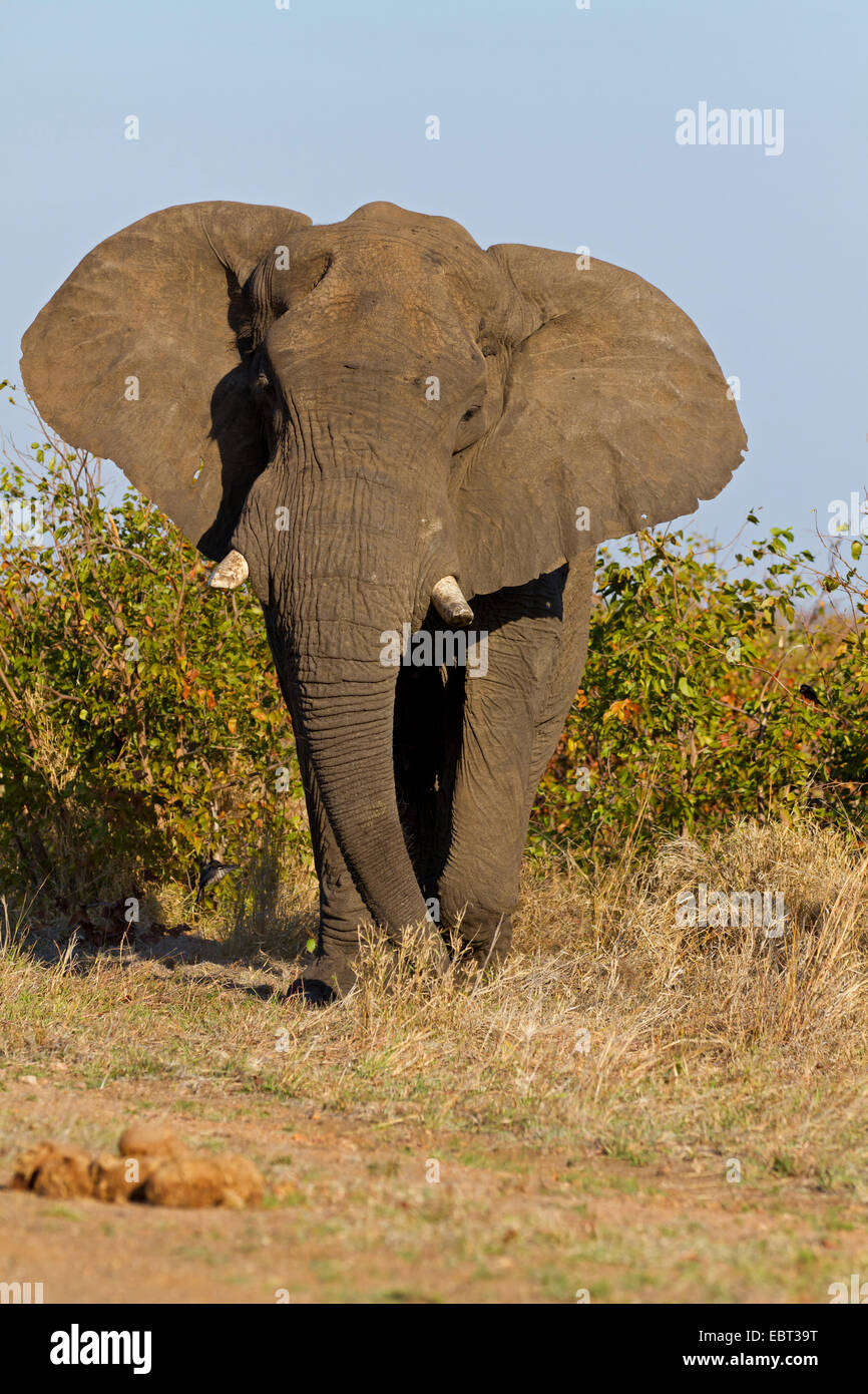 Afrikanischer Elefant (Loxodonta Africana), stehend in Savanne, Südafrika, Krüger Nationalpark Stockfoto