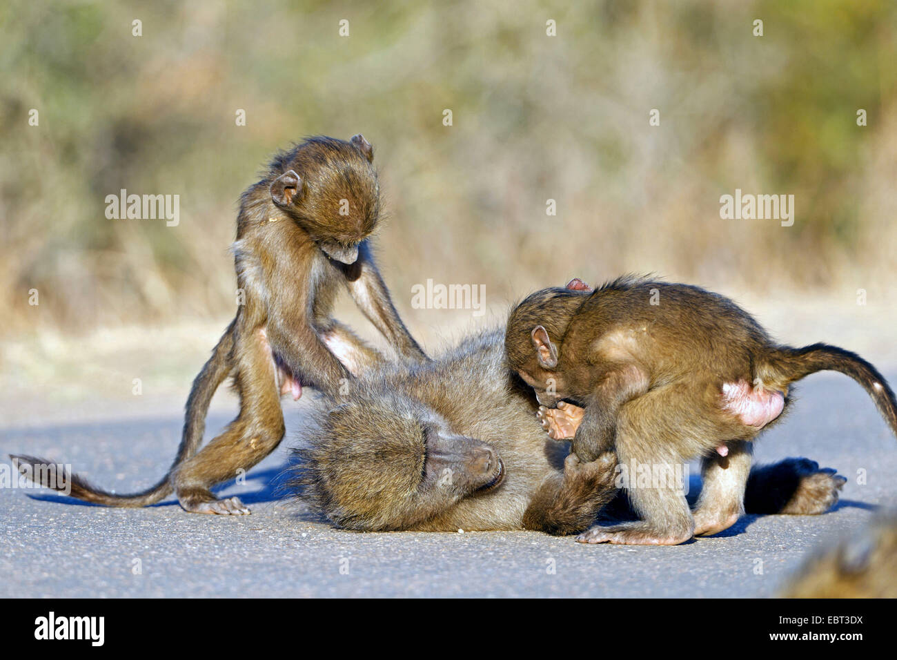 Chacma Pavian, Anubius Pavian, Oliven Pavian (Papio Ursinus, Papio Cynocephalus Ursinus), Beeing gehänselt von zwei junge Paviane, Krüger Nationalpark, Südafrika, niedriger Sabie Camp Stockfoto