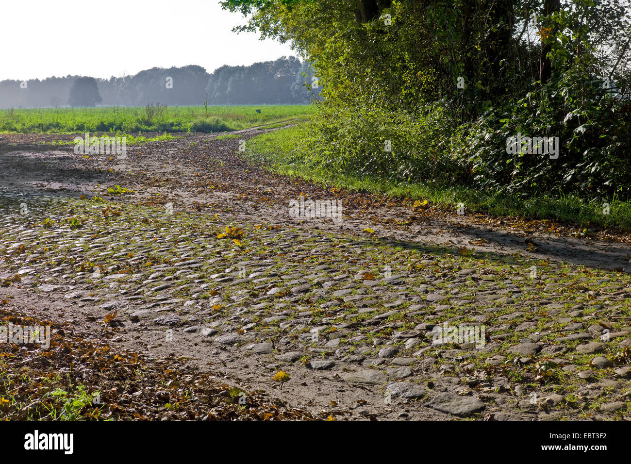 mittelalterlichen gepflasterten Straße, Deutschland, Niedersachsen, Suderburg Stockfoto