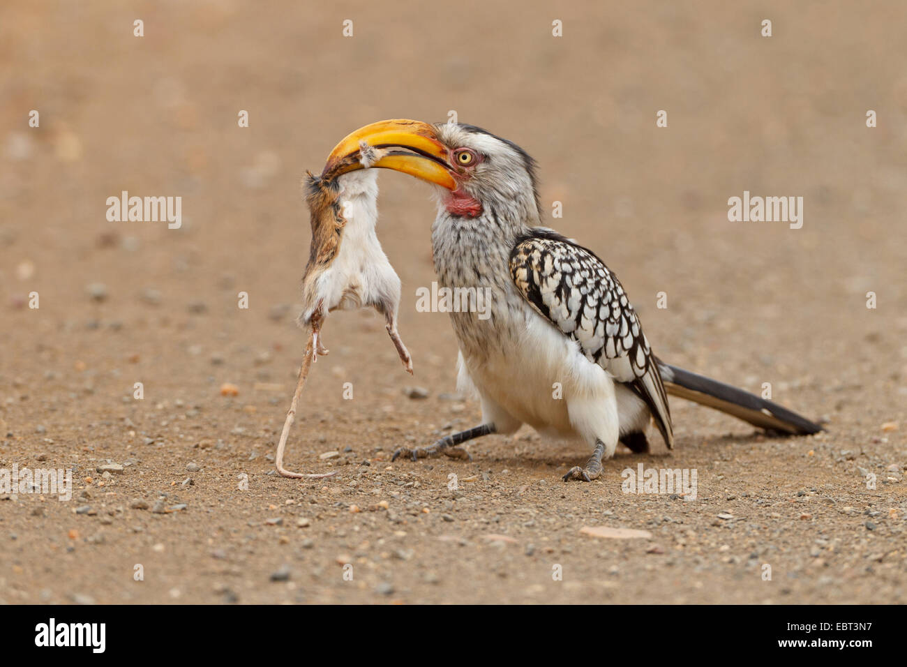 südlichen gelb-billed Hornbill (Tockus Leucomelas), sitzen auf dem Boden mit Beute in seinem Schnabel, Südafrika, Krüger Nationalpark Stockfoto