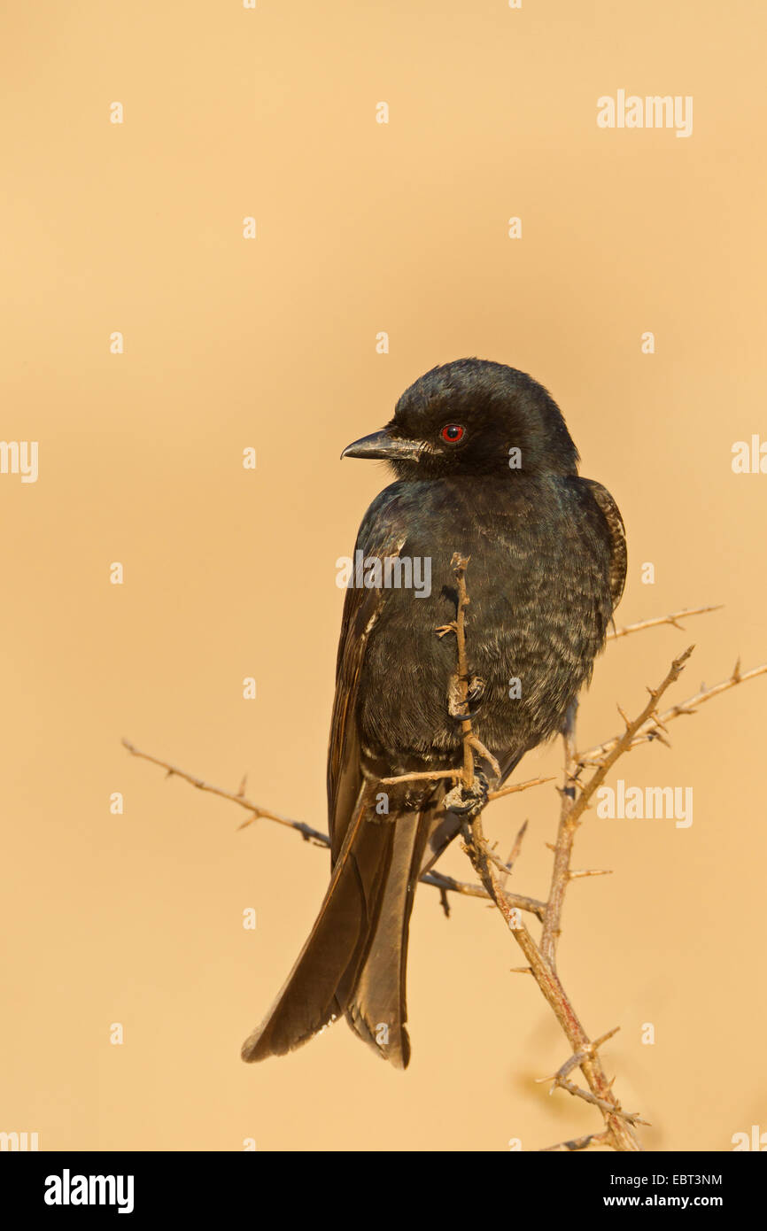 Gabel-tailed Drongo, gemeinsame Drongo (Dicrurus Adsimilis), auf einem Ast, Südafrika, Krüger Nationalpark, Letaba Camp Stockfoto