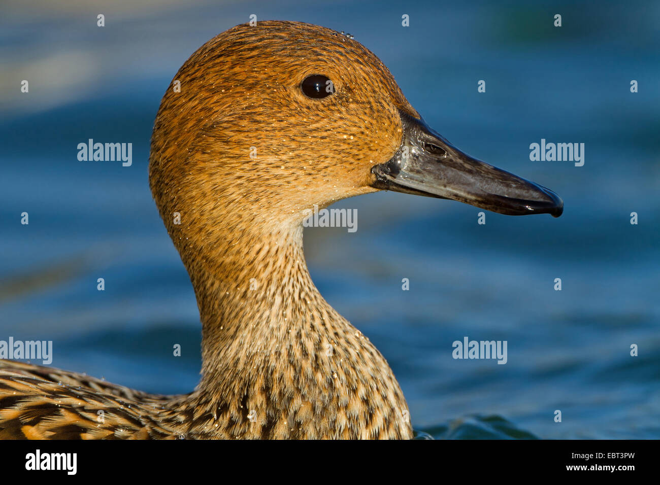 nördliche Pintail (Anas Acuta), Porträt, Deutschland, Baden-Württemberg Stockfoto