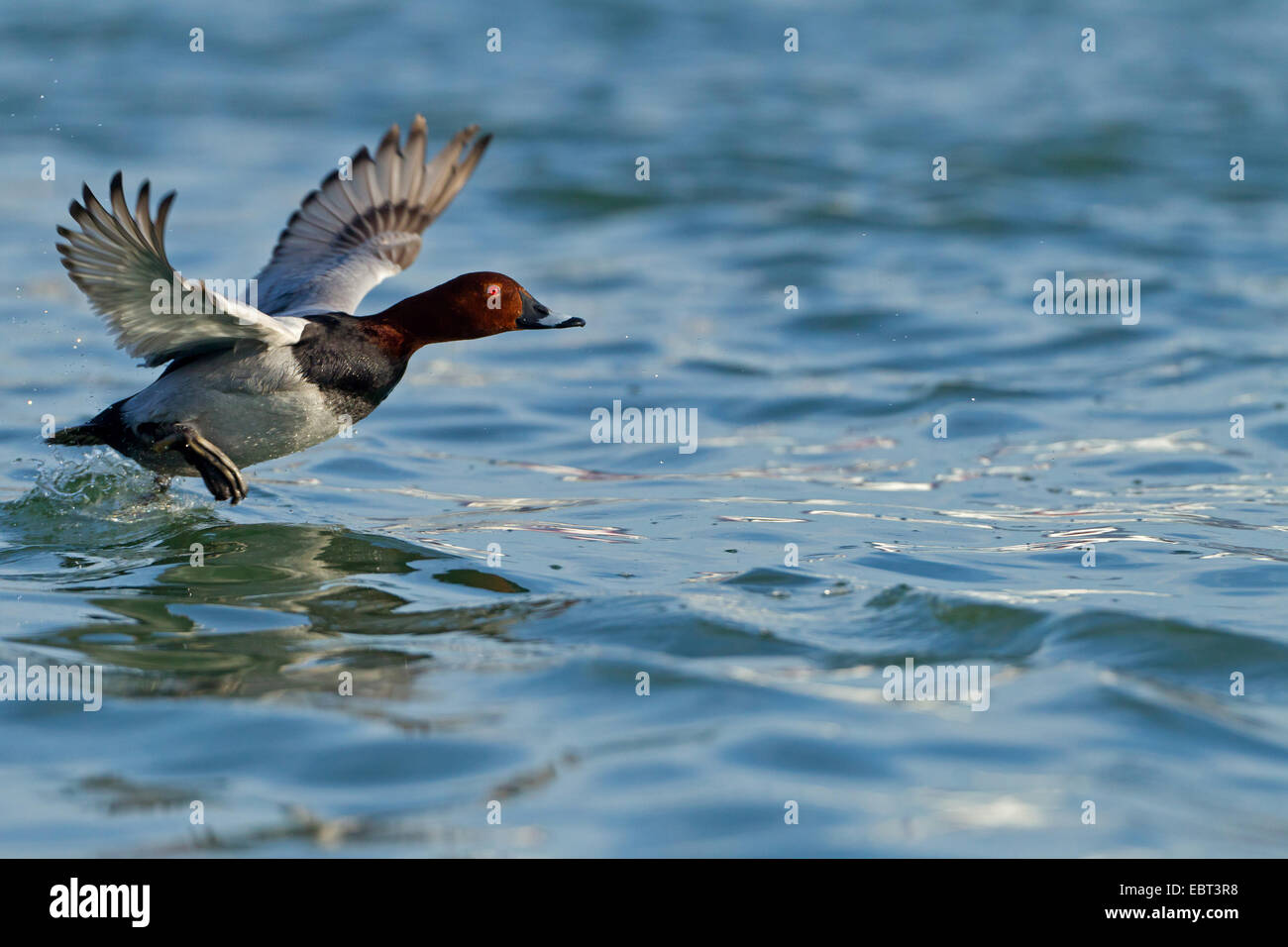 gemeinsamen Tafelenten (Aythya 40-jähriger, Anas 40-jähriger), ausgehend von Wasser, Deutschland, Baden-Württemberg Stockfoto