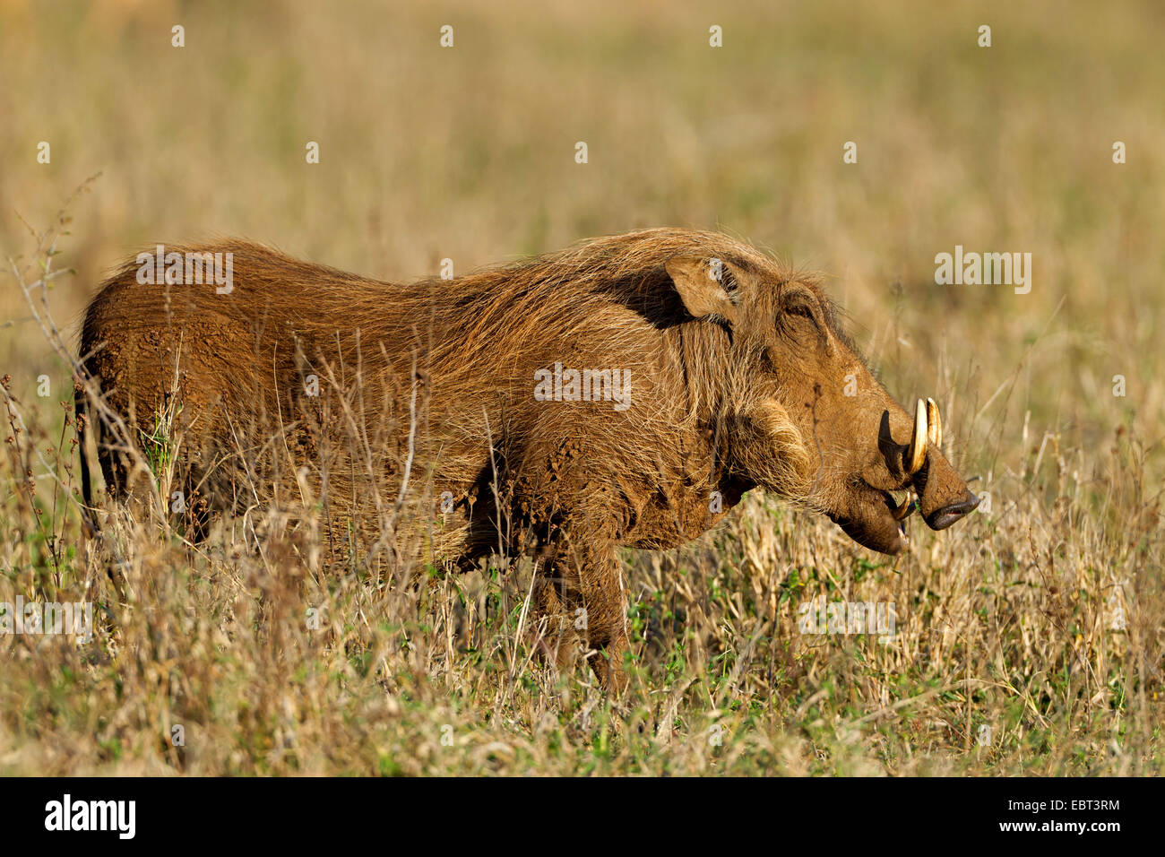 gemeinsamen Warzenschwein, Savanne Warzenschwein (Phacochoerus Africanus), auf den Feed, Südafrika, Hluhluwe-Umfolozi Nationalpark, Mpila Camp Stockfoto