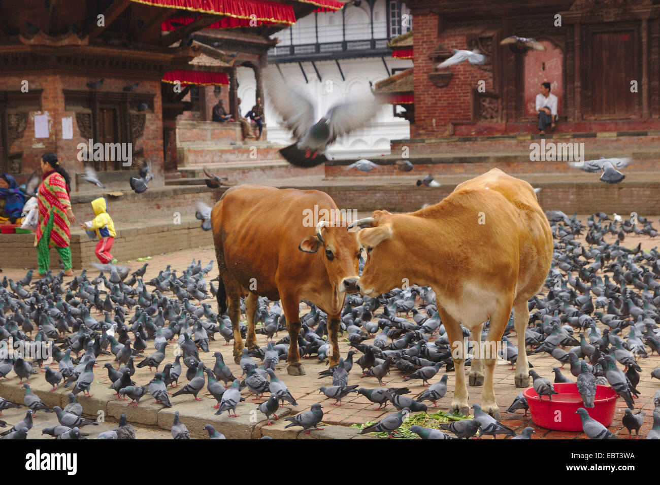 Heiligen Rinder und Tauben auf dem Kathmandu Durbar Square, Nepal, Kathmandu Stockfoto