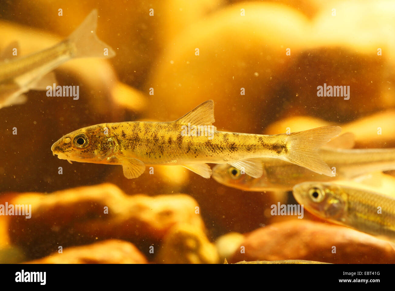 Barben (Barbus Barbus), junge Tiere unter Wasser, Deutschland Stockfoto