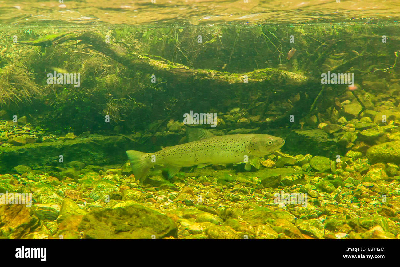 Bachforelle, Meerforelle, atlantische Forelle (Salmo Trutta Trutta), bei dem Laichen laufen, Norwegen, Namsos Stockfoto