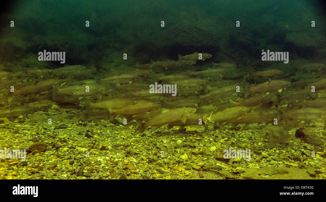 Bachforelle, Meerforelle, atlantische Forelle (Salmo Trutta Trutta), Fischwanderung, große Untiefe im Fluss bei Ebbe, Norwegen, Namsos Stockfoto
