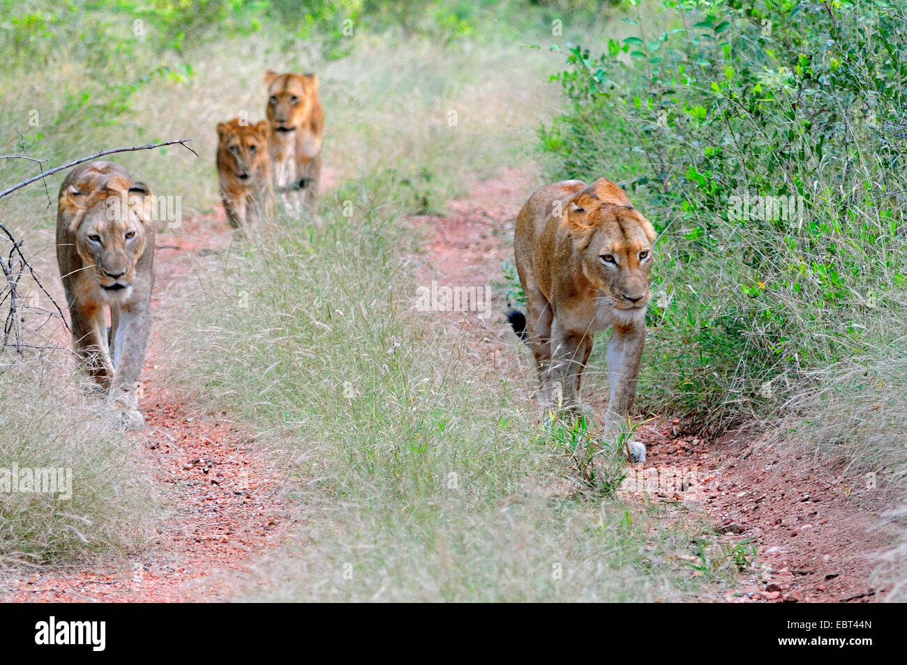 Lowe Panthera Leo Lowin Gruppe Mit Jungen Lowen Die Suche Nach Nahrung Sudafrika Kruger Nationalpark Stockfotografie Alamy