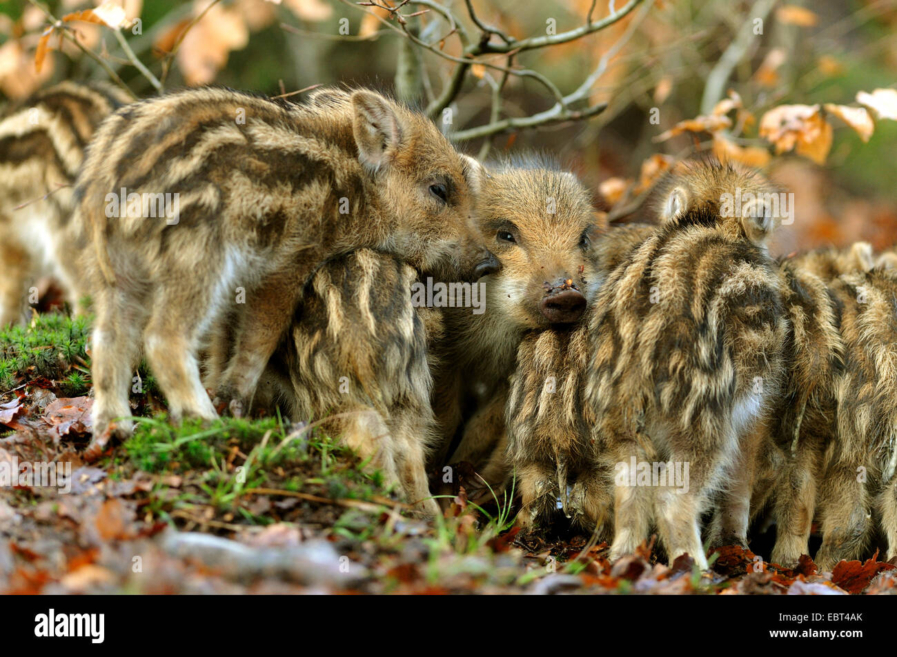 Wildschwein, Schwein, Wildschwein (Sus Scrofa), Ferkel, Aufwärmen, Deutschland, Nordrhein-Westfalen Stockfoto