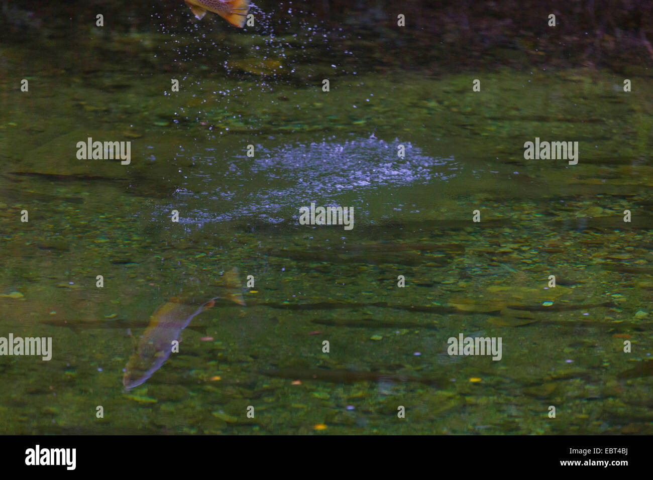Bachforelle, Meerforelle, atlantische Forelle (Salmo Trutta Trutta), springen aus dem Wasser Gegenwartsgesellschaft, Norwegen, Namsos Stockfoto