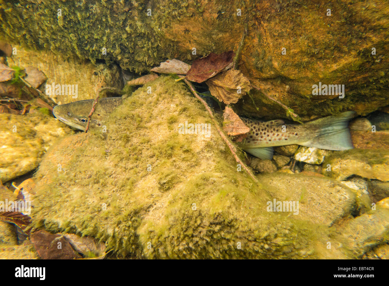 Bachforelle, Meerforelle, atlantische Forelle (Salmo Trutta Trutta), auf der Suche nach Deckung unter einem großen Felsen, Norwegen, Namsos Stockfoto