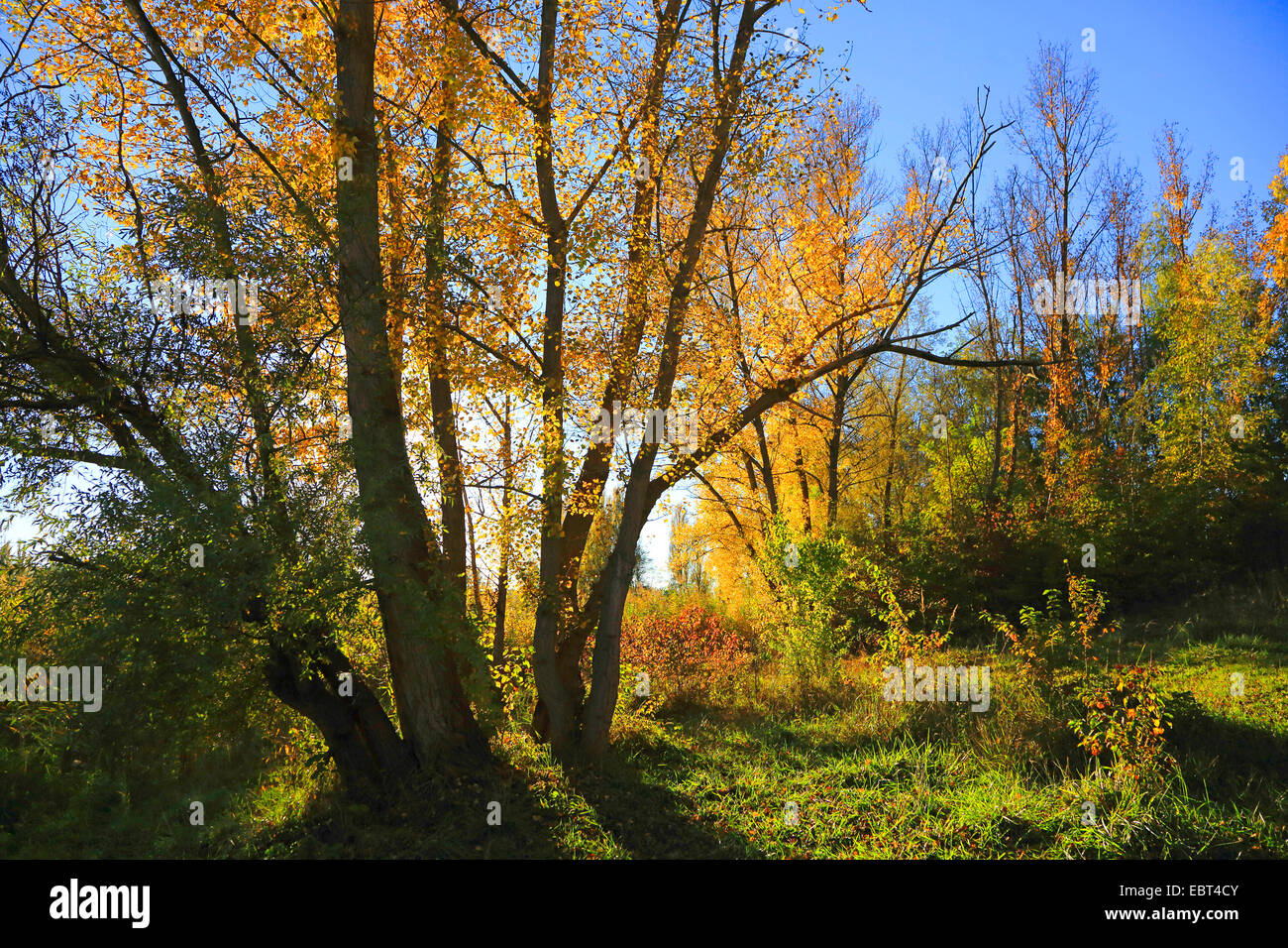 Auenwaldes im Herbst, Deutschland Stockfoto