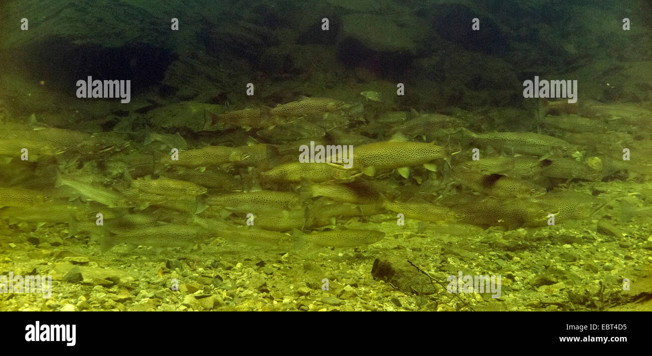 Bachforelle, Meerforelle, atlantische Forelle (Salmo Trutta Trutta), Fischwanderung, große Untiefe im Fluss bei Ebbe, Norwegen, Namsos Stockfoto