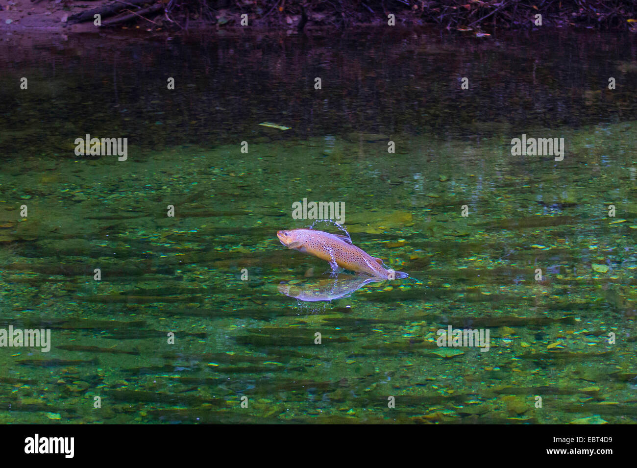 Bachforelle, Meerforelle, atlantische Forelle (Salmo Trutta Trutta), springen aus dem Wasser Gegenwartsgesellschaft, Norwegen, Namsos Stockfoto