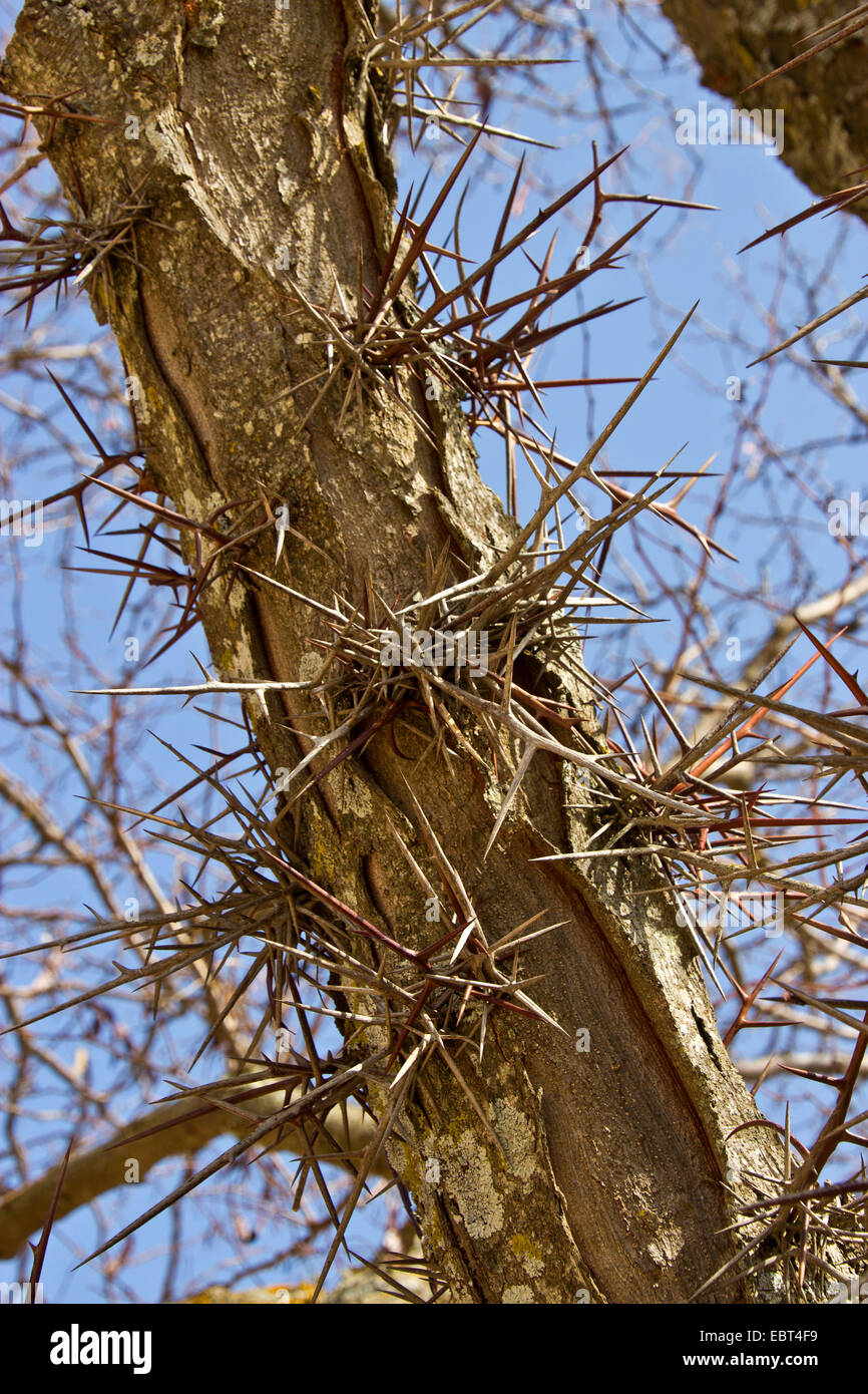 Honeylocust, Honigheuschrecke (Gleditsia Triacanthos), Stamm mit Stacheln, Spanien Stockfoto