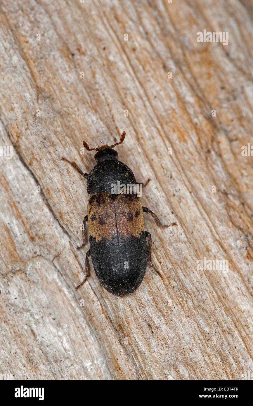 Speisekammer Käfer, gemeinsame Speisekammer Beetle, Speck Käfer (Dermestes Lardarius), sitzen auf Holz, Deutschland Stockfoto