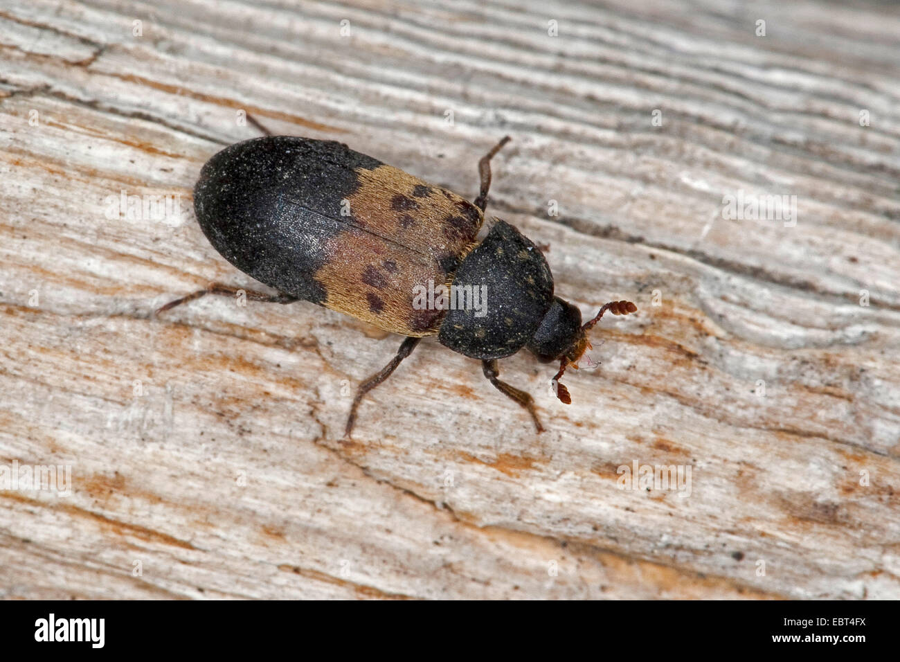 Speisekammer Käfer, gemeinsame Speisekammer Beetle, Speck Käfer (Dermestes Lardarius), sitzen auf Holz, Deutschland Stockfoto