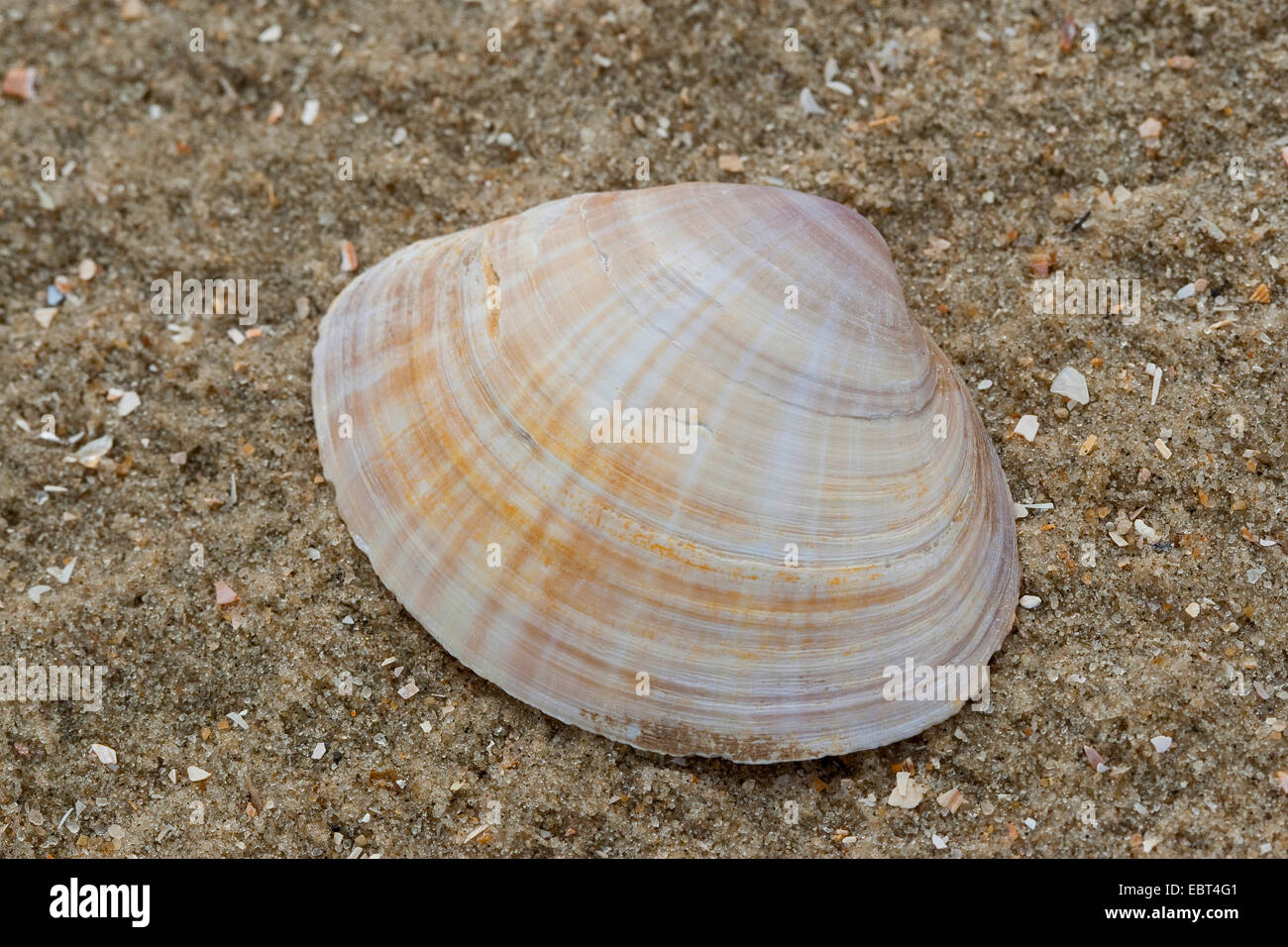 Weiße Wanne Muschel, Rayed Trog Shell, shell-Rayed Trog-Schale (Mactra Corallina, Mactra Stultorum, Mactra Cinerea), am Strand, Deutschland Stockfoto