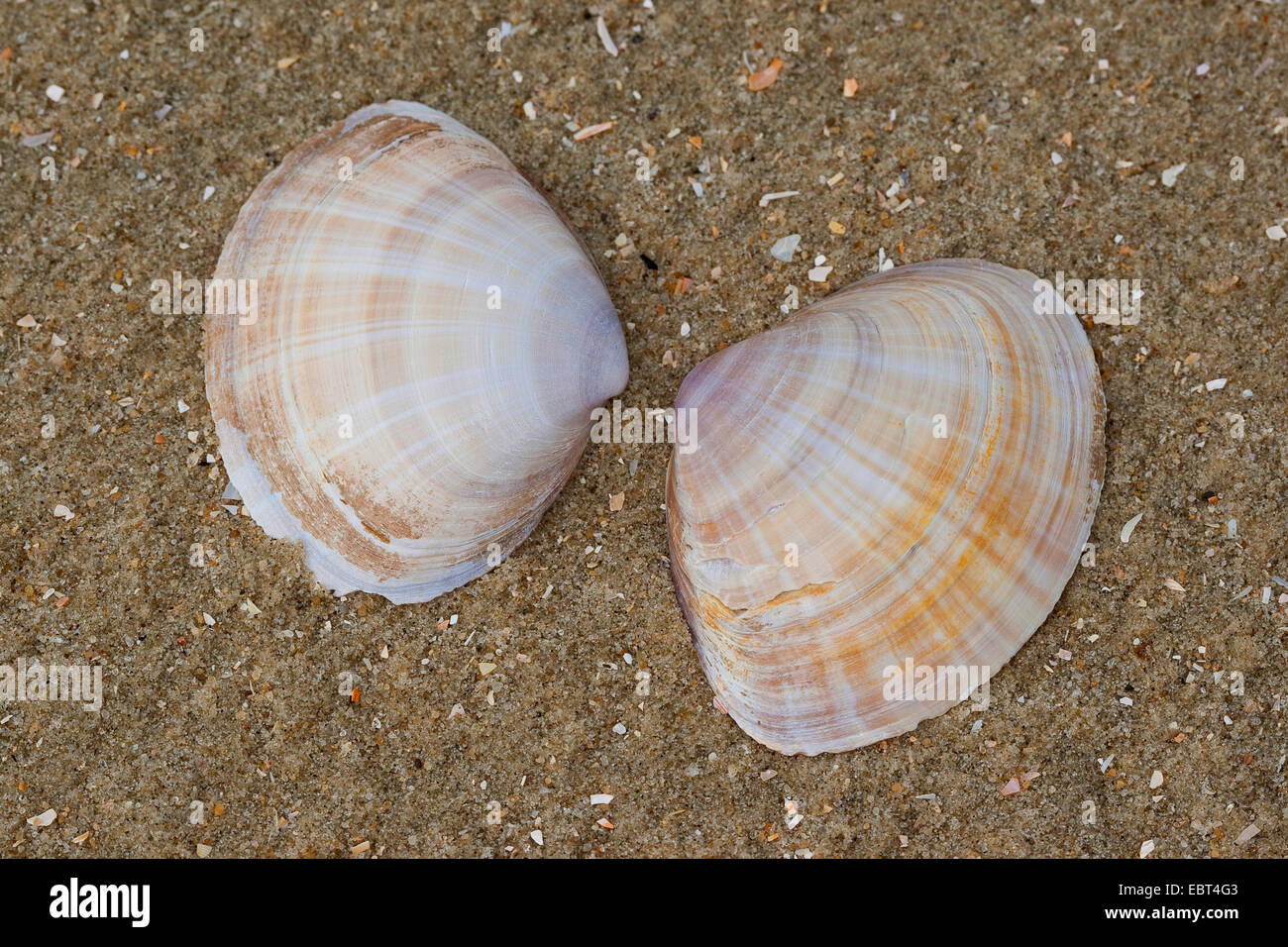 Weiße Wanne Muschel, Rayed Trog Shell, shell-Rayed Trog-Schale (Mactra Corallina, Mactra Stultorum, Mactra Cinerea), am Strand, Deutschland Stockfoto