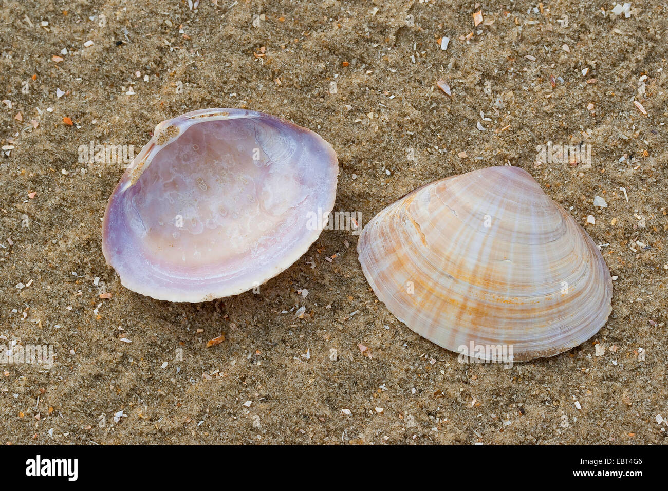 Weiße Wanne Muschel, Rayed Trog Shell, shell-Rayed Trog-Schale (Mactra Corallina, Mactra Stultorum, Mactra Cinerea), am Strand, Deutschland Stockfoto