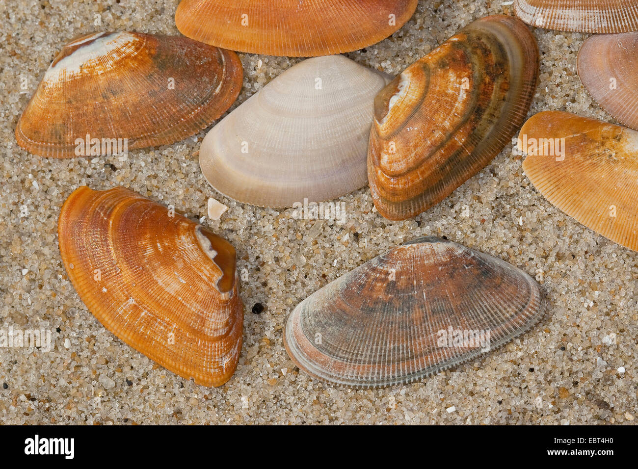 gebänderten Keil Clam, gebändert Donax gebändert Keil-Schale (Donax Vittatus, Cuneus Vittatus), Muscheln am Strand, Deutschland Stockfoto