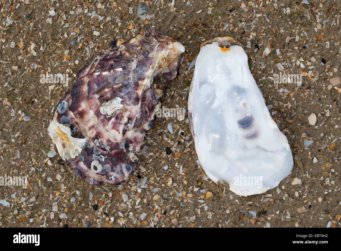 Riesige Pazifische Auster, japanische Auster (Crassostrea Gigas), Pazifische Auster, Muscheln am Strand, Deutschland Stockfoto