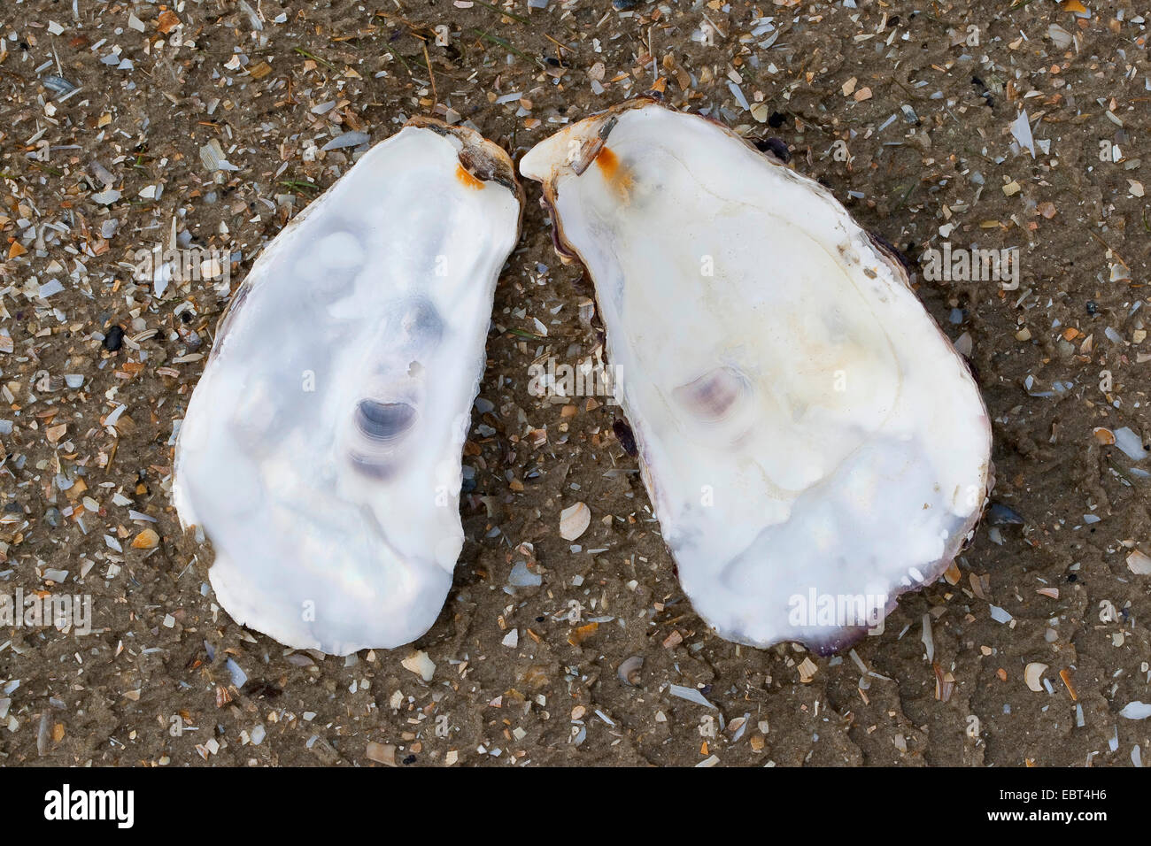 Riesige Pazifische Auster, japanische Auster (Crassostrea Gigas), Pazifische Auster, Muscheln am Strand, Deutschland Stockfoto