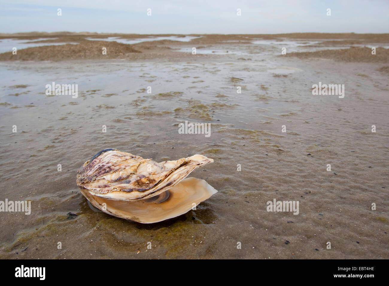 Riesige Pazifische Auster, japanische Auster (Crassostrea Gigas), Pazifische Auster, Muschel am Strand, Deutschland Stockfoto