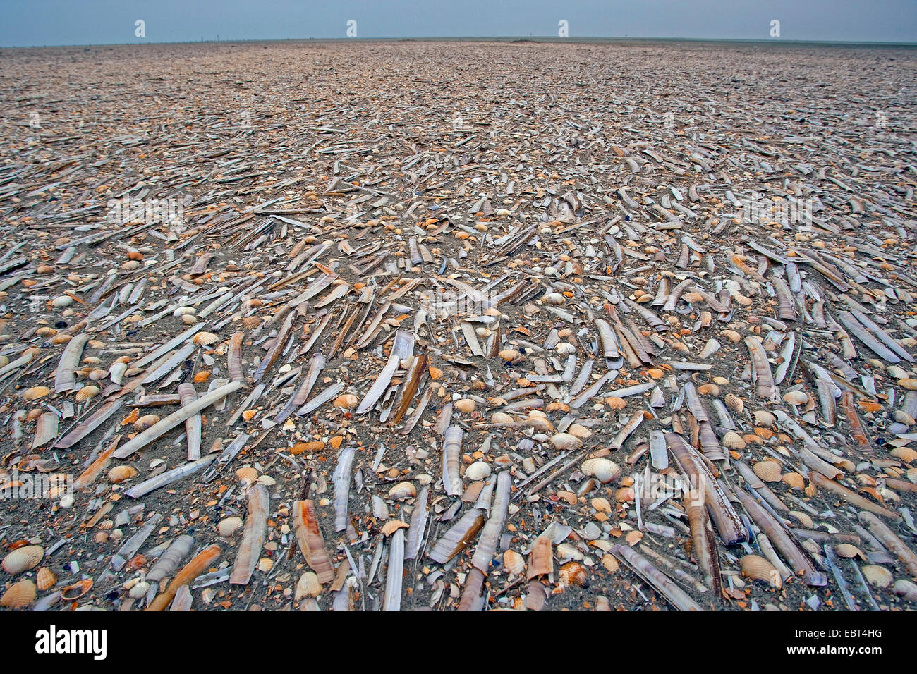 Muscheln am Strand, Deutschland Stockfoto