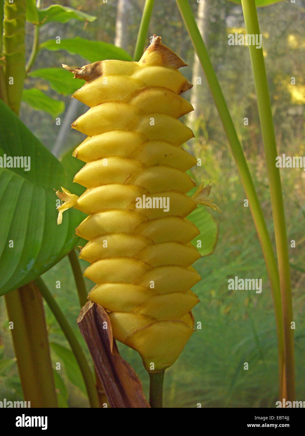 Klapperschlange Pflanze, gelbe Rattleshaker, Rassel Shaker (Calathea Crotalifera), Blütenstand Stockfoto