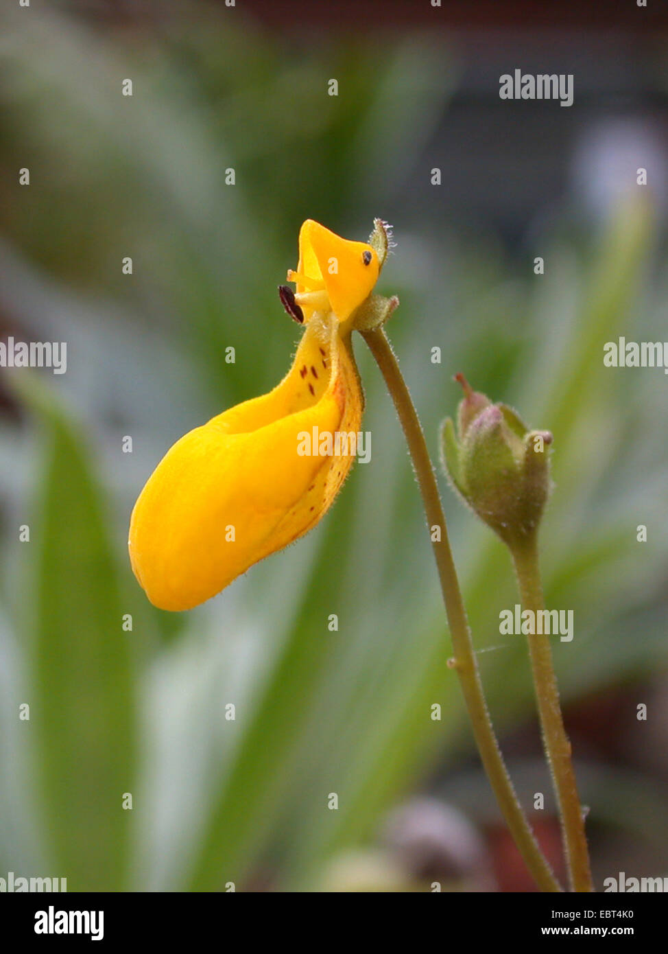 Taschenbuch-Pflanze, Slipperwort, gelbe Slipperflower (Calceolaria Biflora), blühen Stockfoto