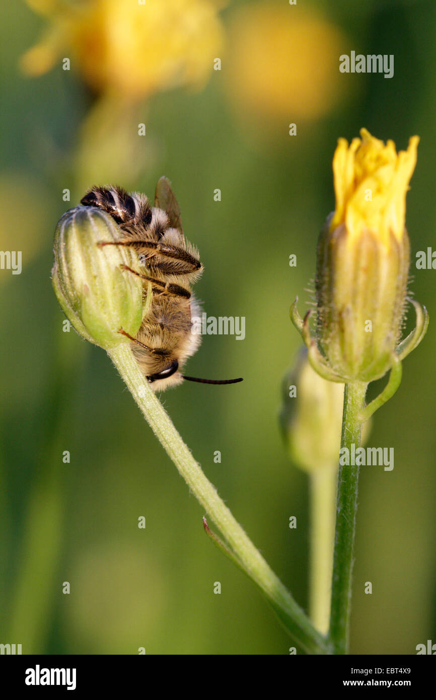 Colletes Daviesanus (Colletes Daviesanus), Colletes Daviesanus, schlafen, Deutschland, Bayern Stockfoto