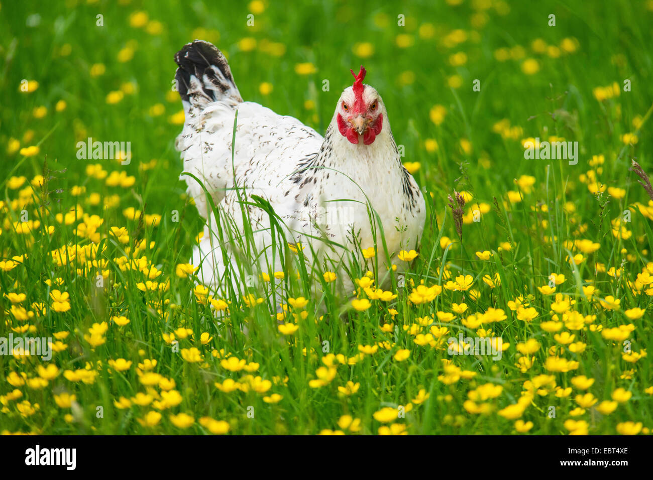 Hausgeflügel (Gallus Gallus F. Domestica), weiße Henne mit schwarzen Punkt auf einer Wiese, Deutschland Stockfoto