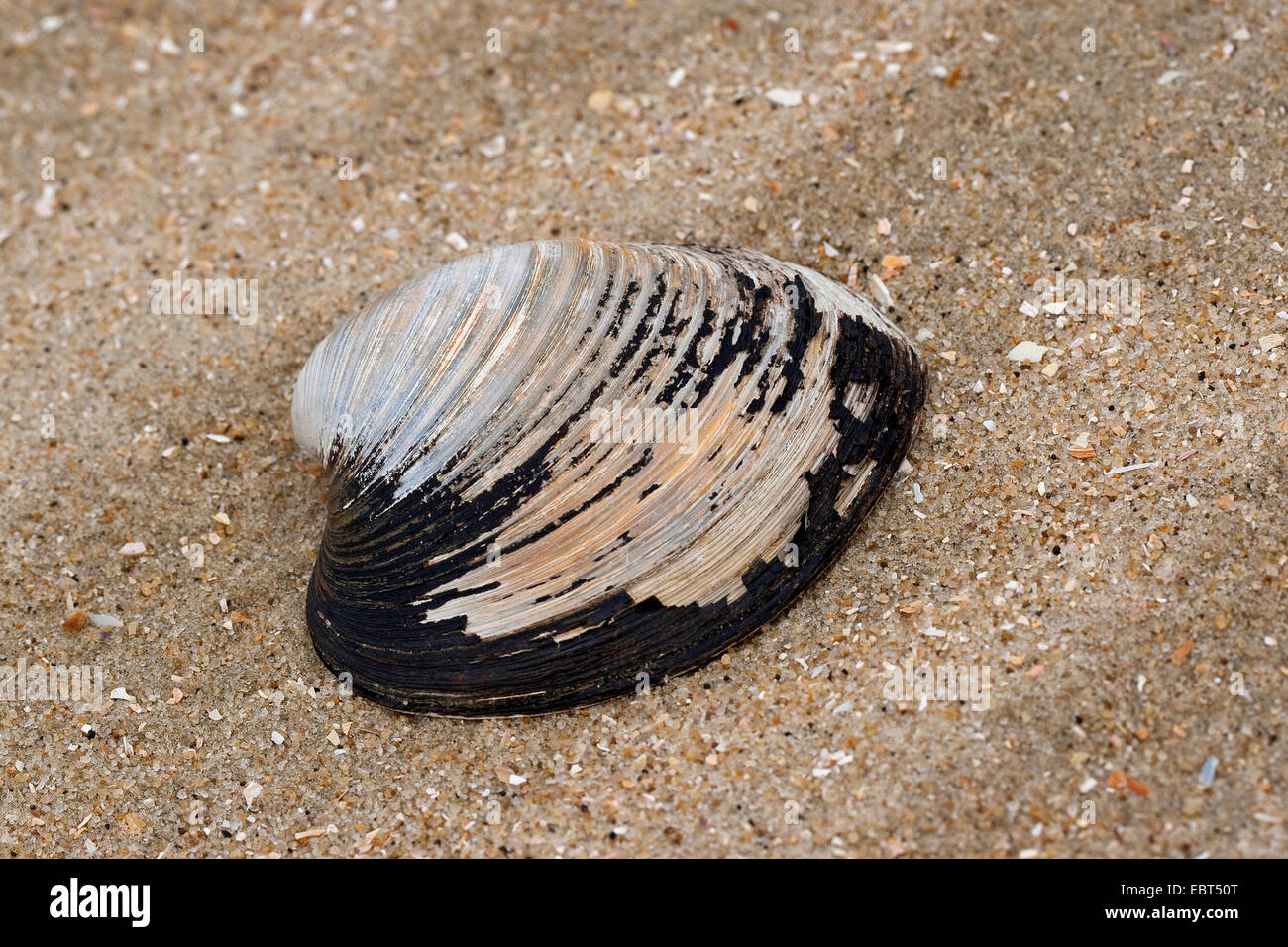 Ozean Quahog Islandmuschel, Mahagoni Clam, Mahagoni Quahog, schwarze Quahog, schwarze Muschel (Arctica Islandica, Cyprina Islandica), Shell auf dem Strand, Deutschland Stockfoto