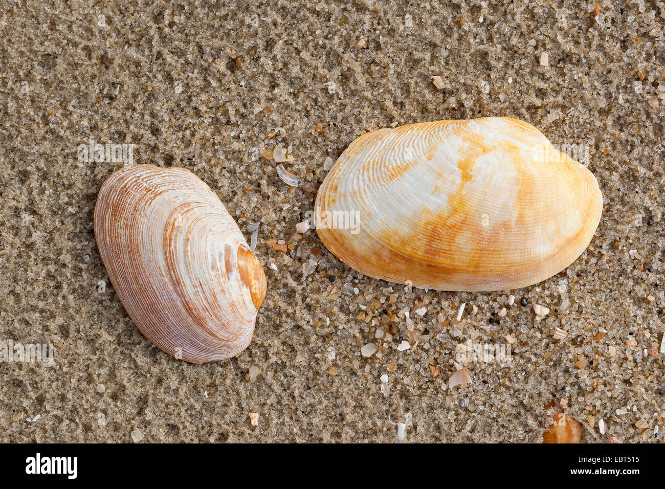 Carpetclam Hühnchen, Hühnchen Venus, Hühnchen Teppich Schale (Venerupis Pullastra, Venerupis Inselbogens, Venerupis Perforans, Venerupis Senegalensis, Tapes Pullastra), Muscheln am Strand, Deutschland Stockfoto