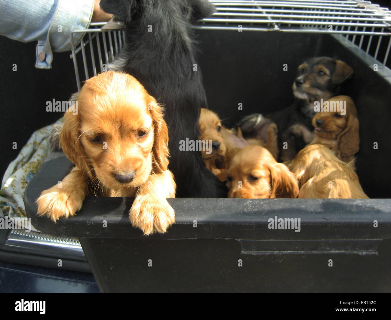 Haushund (Canis Lupus F. Familiaris), viele Welpe in einem engen Käfig in einem Kofferraum: auf Wochenmärkten in Osteuropa Welpen zu Dumpingpreisen verkauft werden - viele dieser Hunde sind krank und sterben bald., Stockfoto