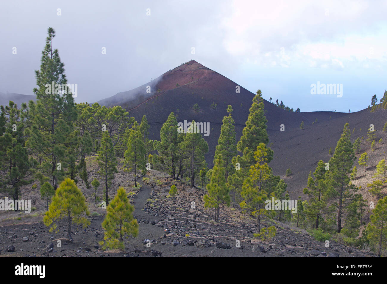 Kanarische Kiefer (Pinus Canariensis), Martin Vulkan, Kanarische Inseln, La Palma, Ruta De Los Volcanes Stockfoto