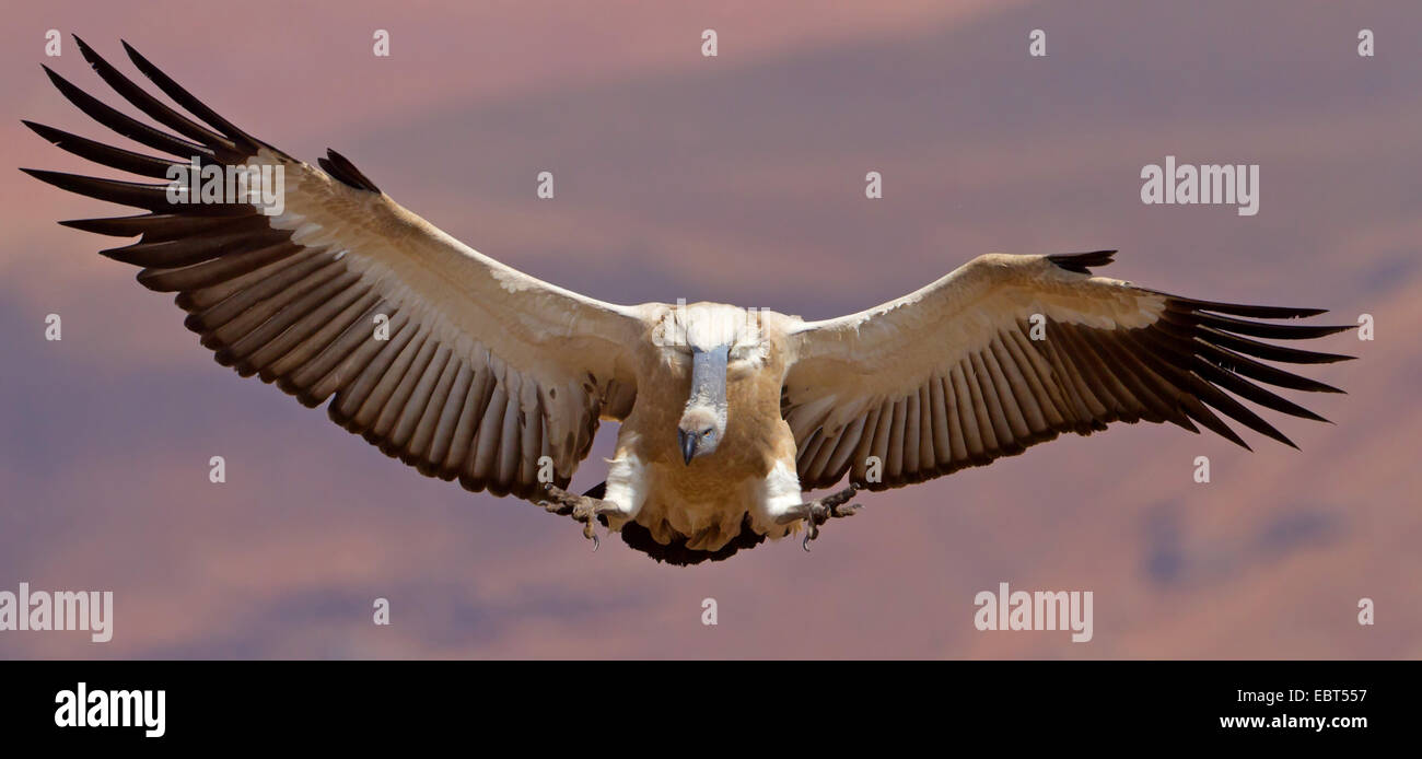 Kap Geier (abgeschottet Coprotheres), ein Landeanflug, South Africa, Kwazulu-Natal, Giants Castle Stockfoto