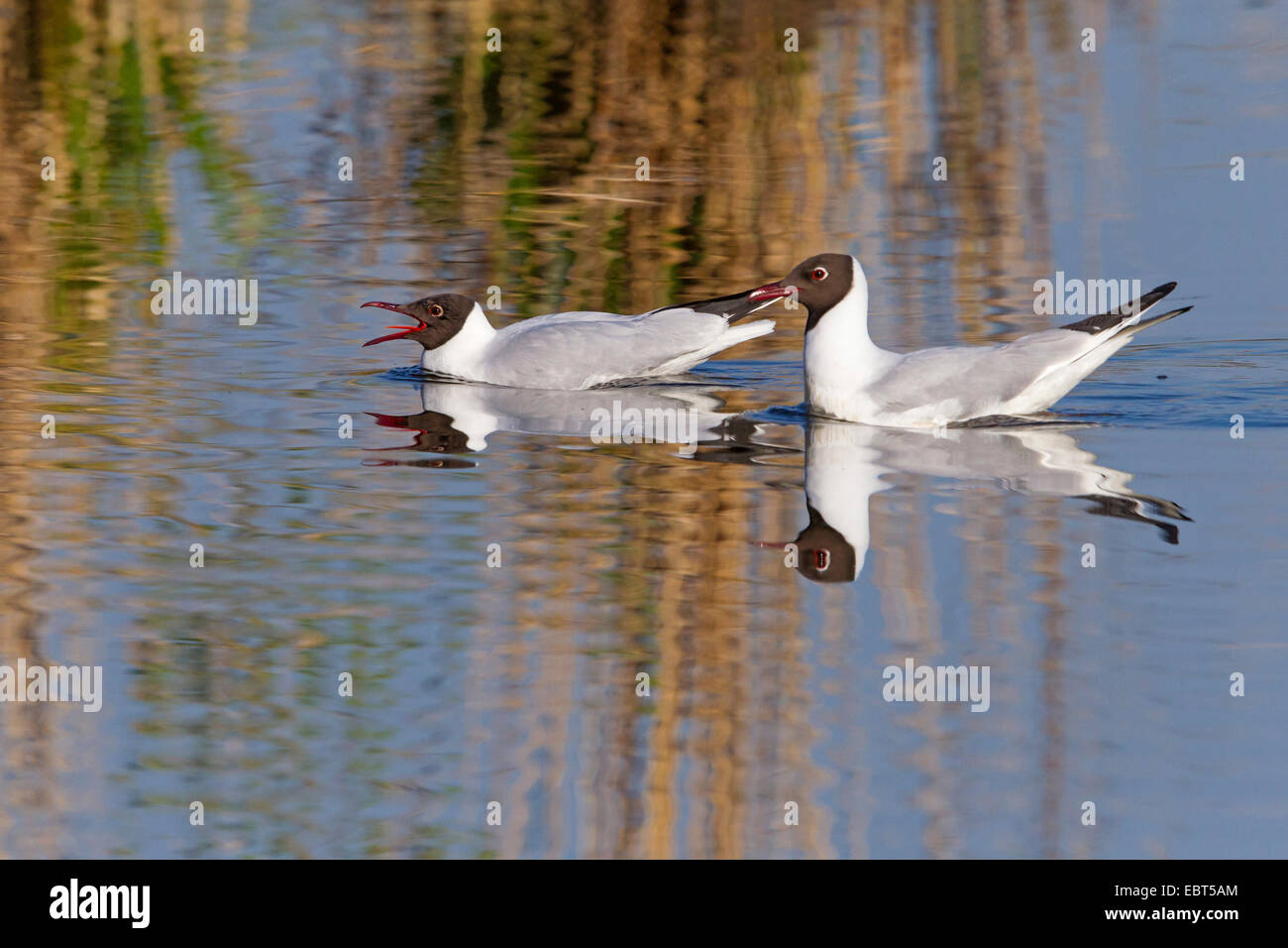 Lachmöwe (Larus Ridibundus, Chroicocephalus Ridibundus), zwei Lachmöwen gemeinsam schwimmen auf dem Wasser, Deutschland, Baden-Württemberg Stockfoto