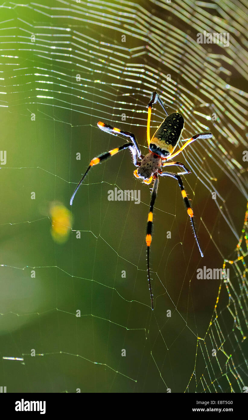 Seidenspinne (Nephila spec.), Seidenspinne im Web, Südafrika Stockfoto