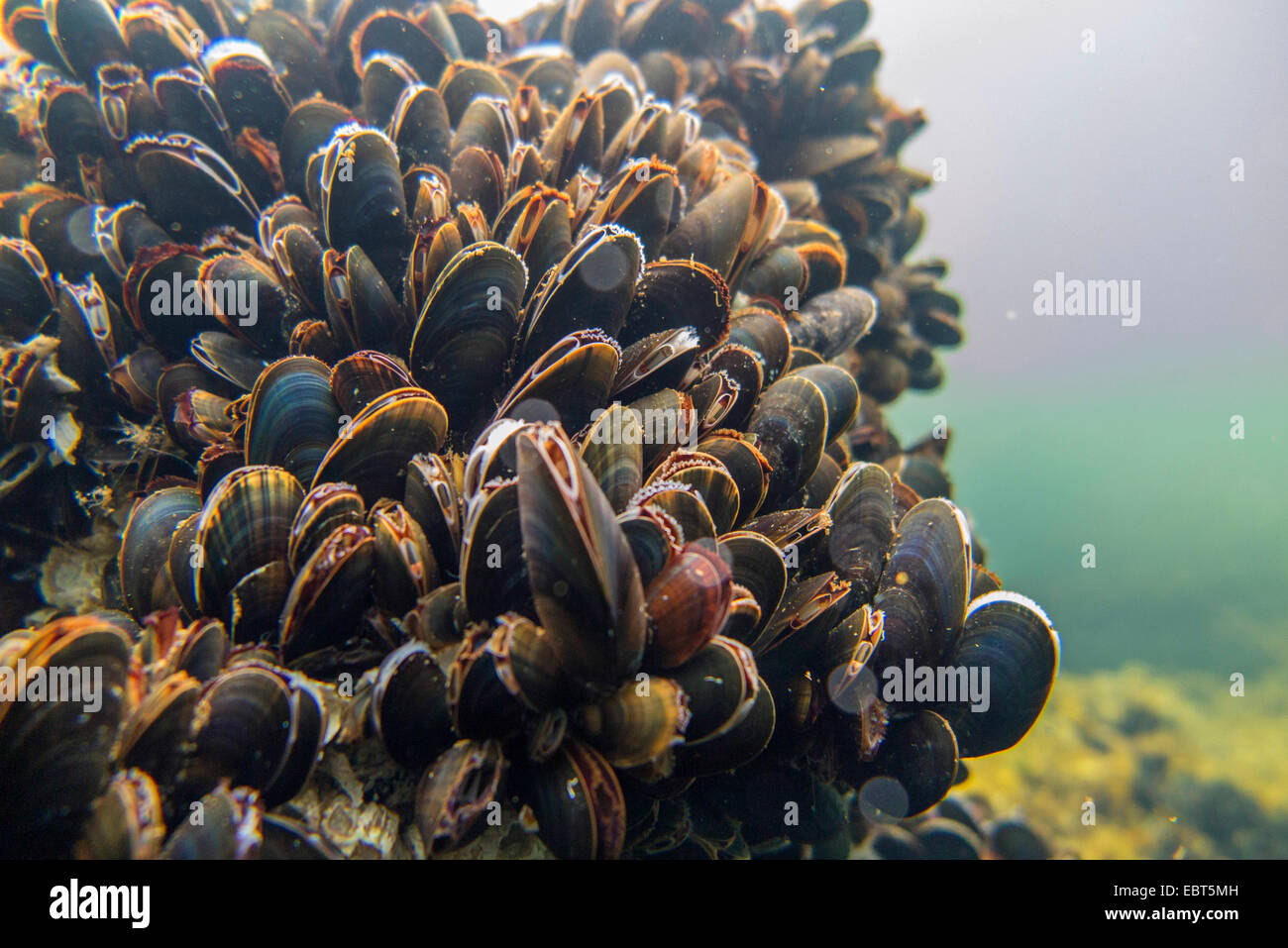 Muscheln (Mytiloidea), Kolonie von Miesmuscheln unter Wasser, Norwegen, Nordland Stockfoto