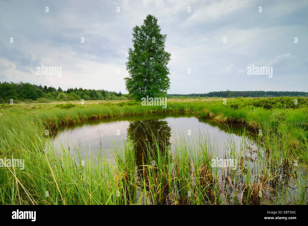 Teich der seggen Fotos und Bildmaterial in hoher Auflösung Alamy