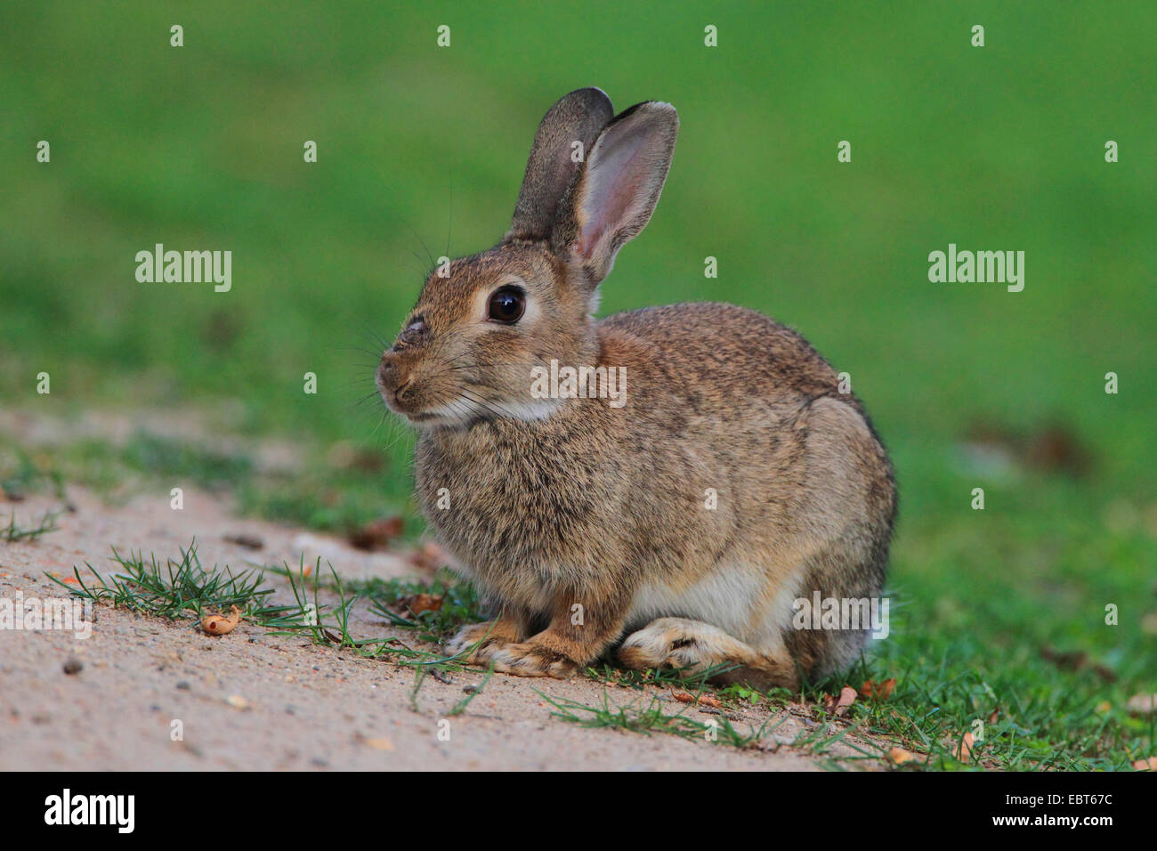 Europäischen Kaninchen (Oryctolagus Cuniculus), Wildkaninchen, sitzen auf einer Wiese, Deutschland Stockfoto