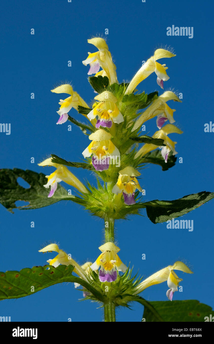 großblütige Hanf-Brennessel, Edmonton Hempnettle (Galeopsis Speciosa), Blütenstände, Deutschland Stockfoto