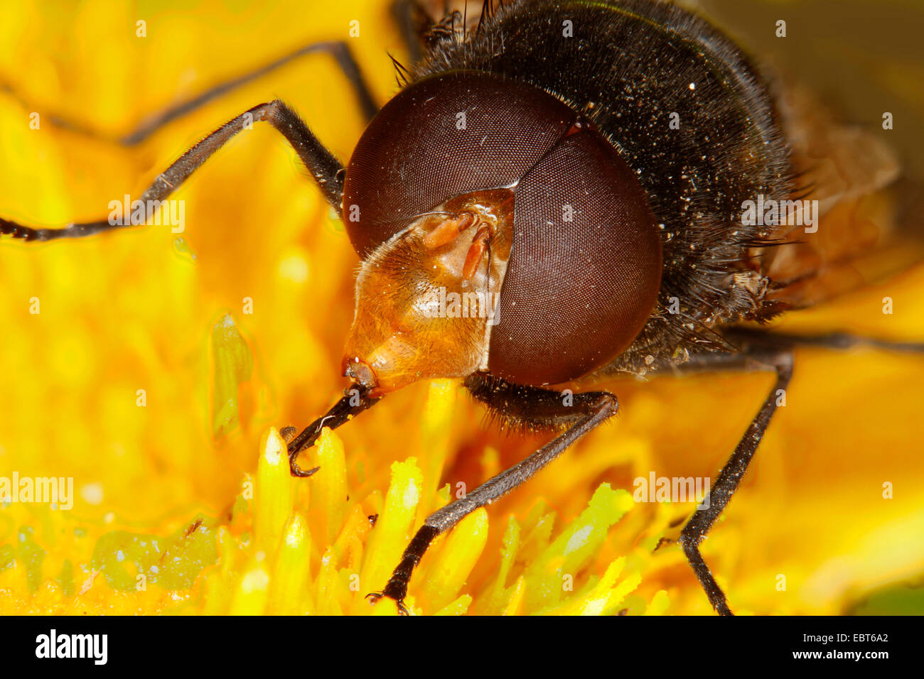 Schwebfliege (Volucella Pellucens), sitzen auf einer Telekia Blume ernähren sich von Pollen, Deutschland, Mecklenburg-Vorpommern Stockfoto