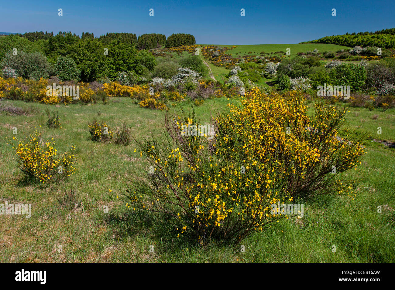 Scotch-Ginster (Cytisus Scoparius Sarothamnus Scoparius), blühen Scotch Besen auf Dreiborner Hochebene, Deutschland, Nordrhein-Westfalen, Eifel Nationalpark Stockfoto