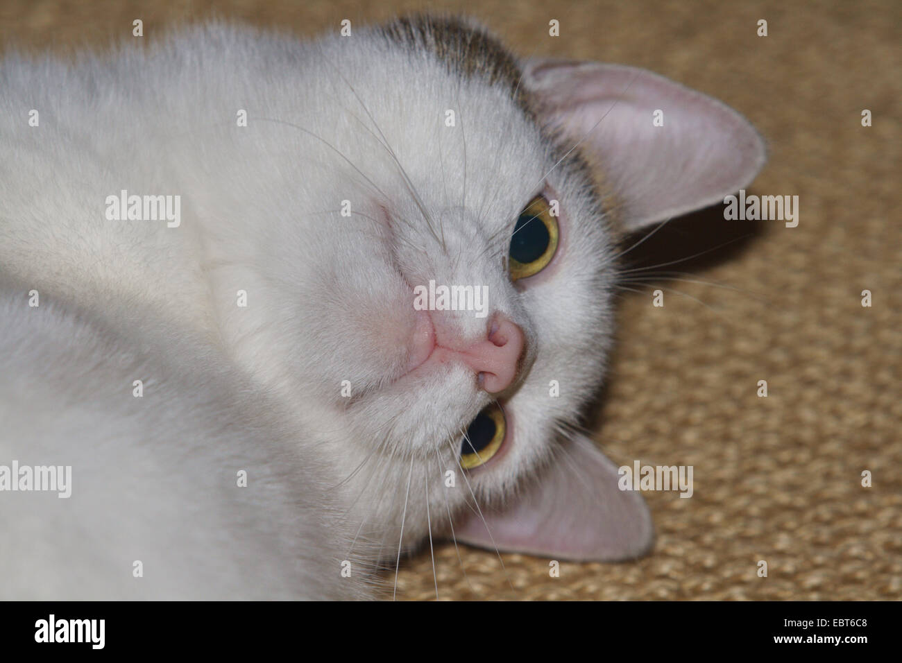 2 Jahre alte Katze auf dem Boden Stockfoto